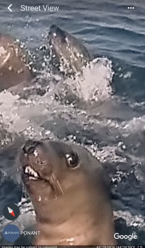 california sea lion - Street View Aponai Ponant Google 4829Un 144 38 59F 711